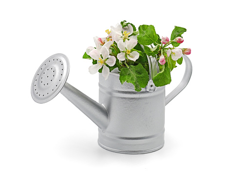 metal watering can with apple fruit blossom isolated on white background.