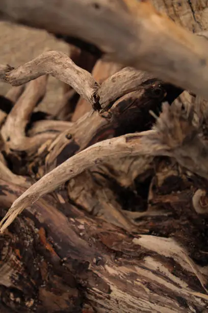 Photo of Wood, sticks, on the yellow sand