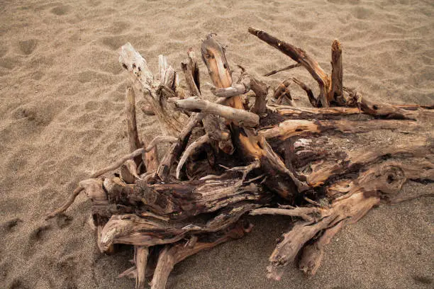 Photo of Wood, sticks, on the yellow sand