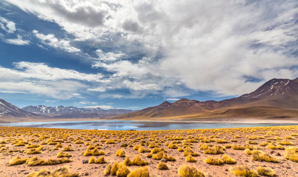 istock Miscanti Lagoon in the Atacama Desert, Chile 1318259291