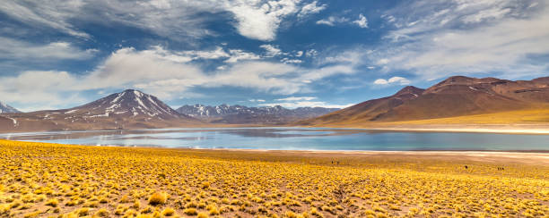 Miscanti Lagoon in the Atacama Desert, Chile