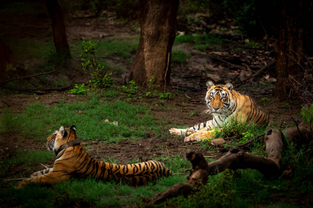 dois tigres de bengala selvagem ou par de acasalamento no parque nacional ranthambore índia - bengal tiger audio - fotografias e filmes do acervo