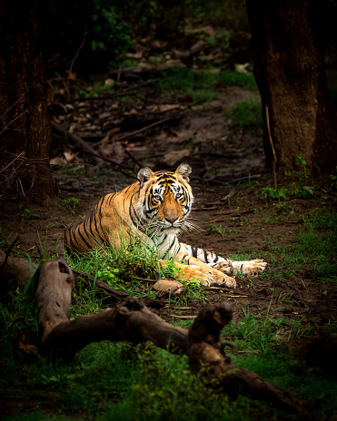 Retrato de tigre macho salvaje con contacto visual en fondo negro aislado en el parque nacional ranthambore o reserva de tigres rajasthan india - panthera tigris tigris photo