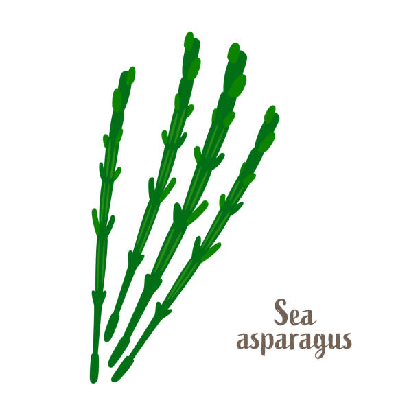 Illustration of sea asparagus. A simple vector illustration of sea asparagus. salicornia stock illustrations