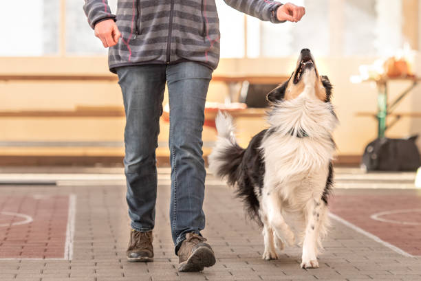 un buon cane border collie attento lavora insieme al suo proprietario. - corso di addestramento foto e immagini stock