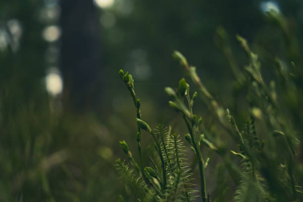 Grass in the forest close-up. Bright sunlight. The concept of spring, nature, environment. Harmonious colors.
