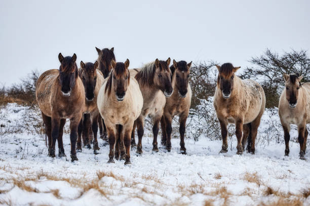istock Horses in the snow 1318262466