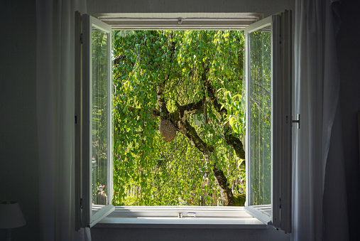 Germany, Bavaria, Window with view to natural garden with a birch on the foreground.