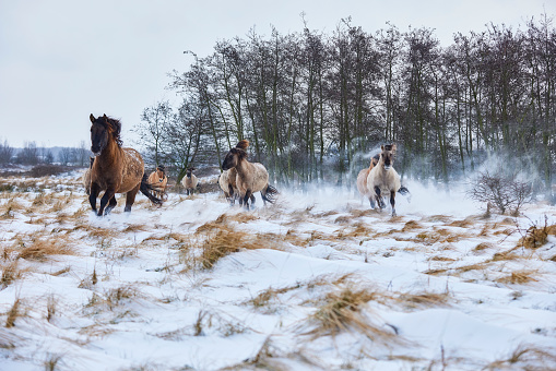 A group of wild horses running through the snow. The running horses and the wind blow some snow through the scene. Some grass comes through but most of the ground is covered in snow. Behind the horses stand tall trees.