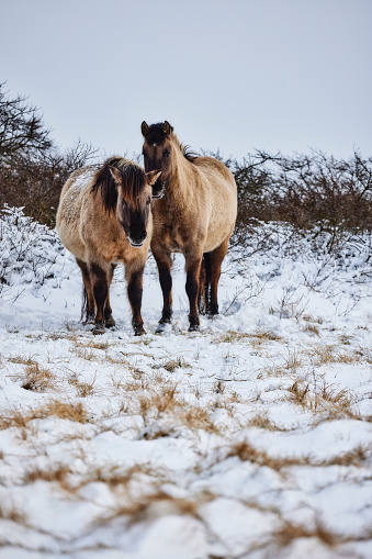 Two wild horses walking through the snow. Some grass comes through but most of the ground is covered in snow. Behind the horses are some small bushes.