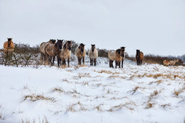 istock Horses in the snow 1318263037