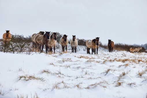 A group of wild horses walking through the snow. Some grass comes through but most of the ground is covered in snow. Behind the horses are some small bushes.