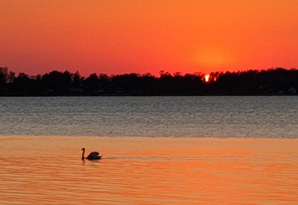 istock Red sunset on the waterfront with a Swan 1318263051