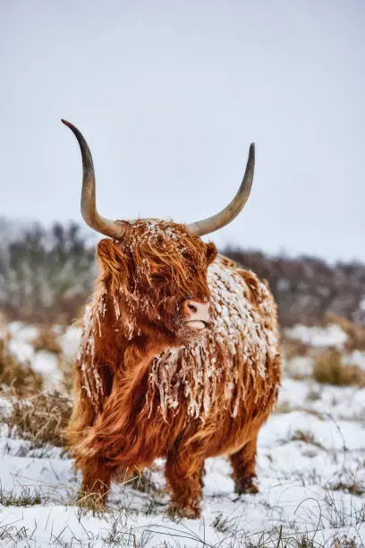 A highlander in the snow, it’s very cold and big parts of his fur are frozen by the ice. His horns stand tall on his head. Behind the animal are some bushes.