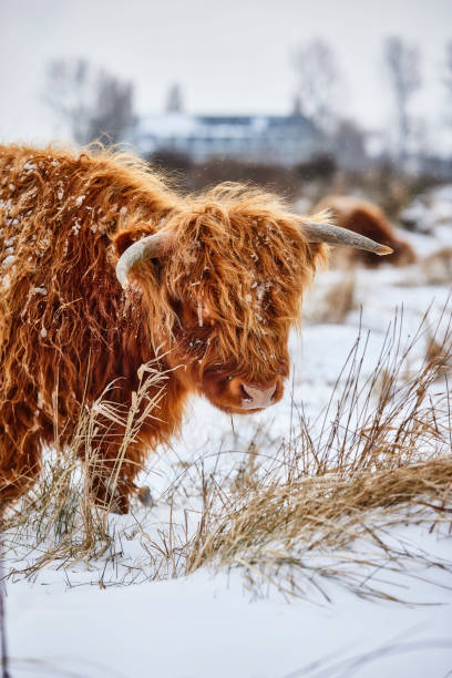 istock Highlander in the snow 1318263126