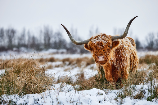 A highlander in the snow, it’s very cold and big parts of his fur are frozen by the ice. His horns stand tall on his head and he looks straight into the camera. Behind the animal are some bushes.