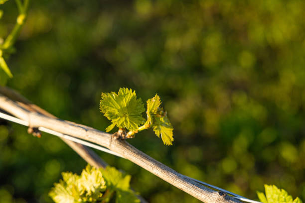istock Macro view of the grapevine at sunlight during spring season 1318263179