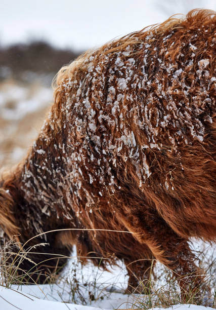 istock Highlander in the snow 1318263184