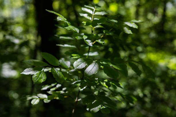 istock Green leaves at sunlight with blur background, macro shot, nature background 1318263242