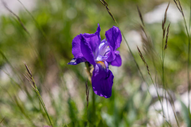 Macro view of a purple flower in a natural environment