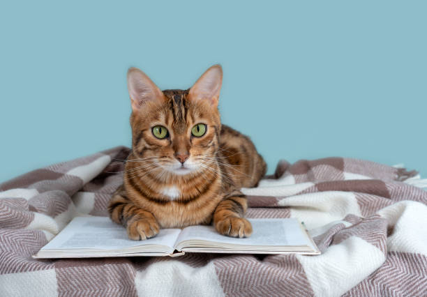 istock Open book and cute bengal cat on a plaid blanket 1318263388