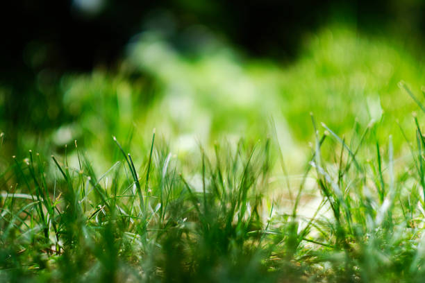 istock Close up shot of grass background with selective focus 1318263441