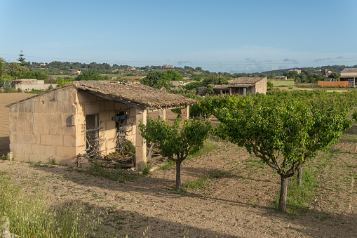 Abandoned stone farmhouse next to an almond grove in the interior of the island of Mallorca, Spain