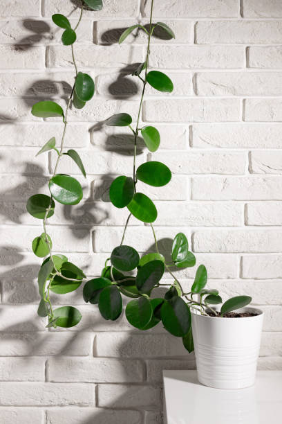 istock Indoor plant Hoya in white ceramic pot 1318265485