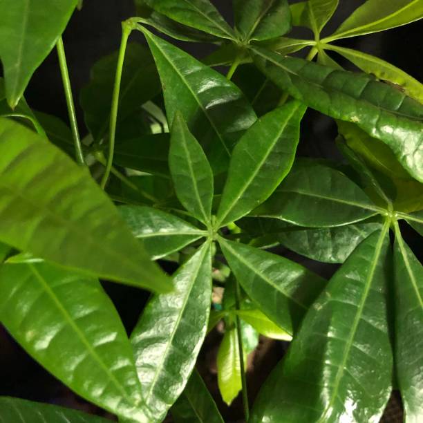 istock Pachira aquatica leaves 1318265601
