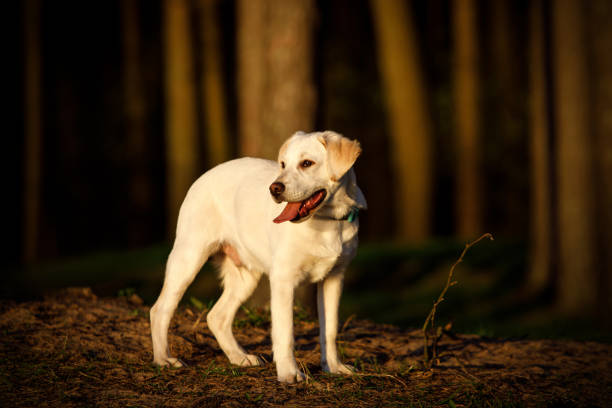 Labrador in a sunset forest. Outdoor dog.
