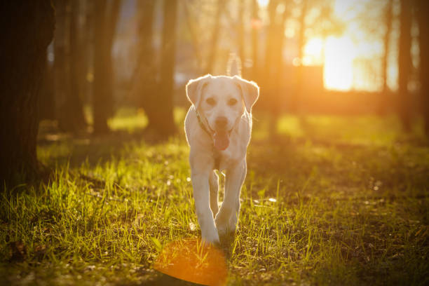 istock Young labrador in a forest. Outdoor dog 1318265805