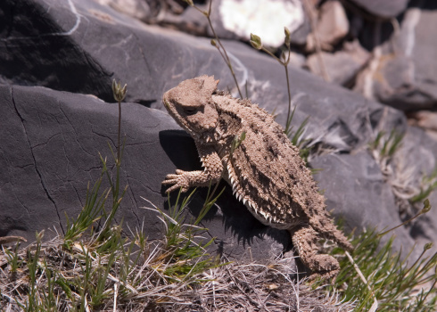 Horned toad lizard sunning itself.