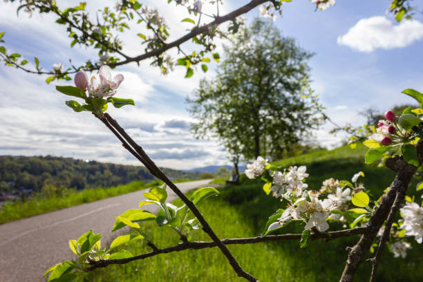 istock spring bikeway blossom tree in south germany 1318269045