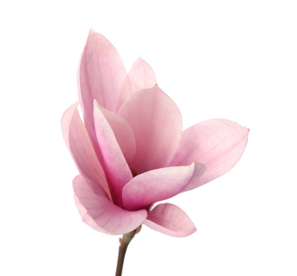 istock Beautiful delicate magnolia flower isolated on whiteu 1318269474