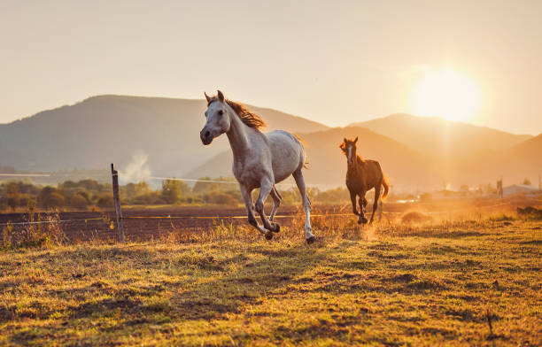 芝生のフィールドで走っている白いアラビアの馬は、後ろに別の茶色の馬、午後の太陽が背景に輝く - horse arabian horse arabia white ストックフォトと画像
