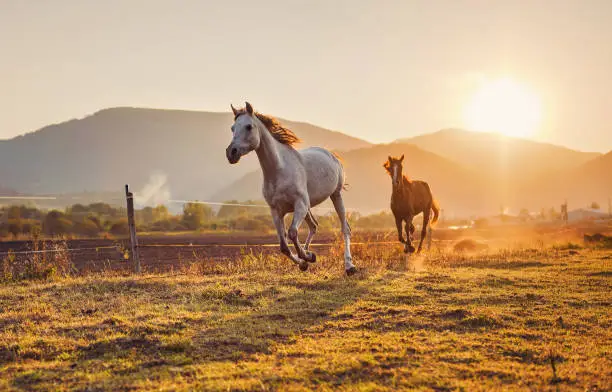 White Arabian horse running on grass field another brown one behind, afternoon sun shines in background