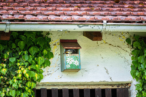 Germany, Bavaria. Hausrotschwanz (Phoenicurus ochruros) in a homemade birdhouse