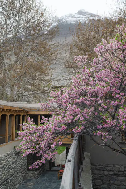 Scenic view of apricot blossom  on the background of snowcapped mountains in northern Pakistan
