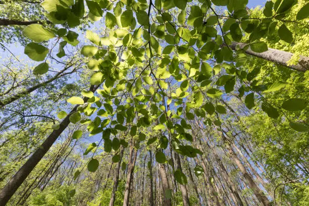 beech leaf in the forest