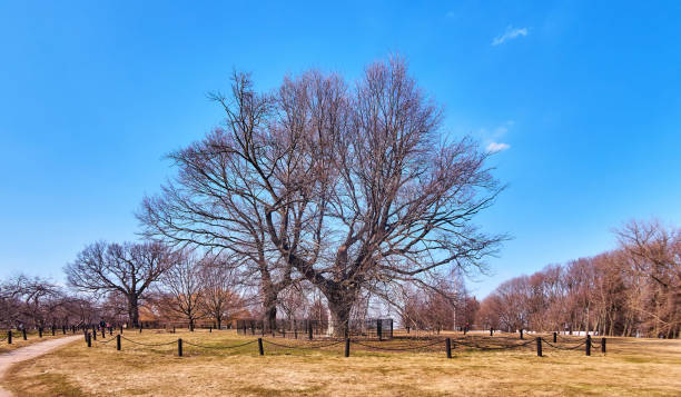 istock Old oak trees with bare branches under blue sky in spring Moscow park 1318273388