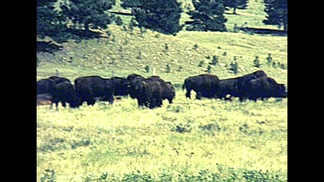 Bison in Yellowstone National Park in 1970s