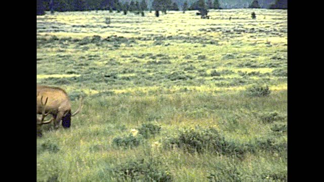 elks grazing in Yellowstone National Park in 1970s