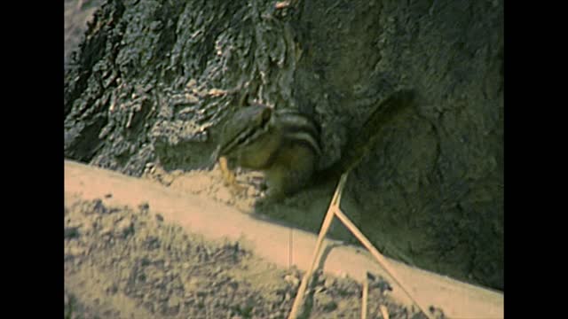 Chipmunks in the Yellowstone National Park