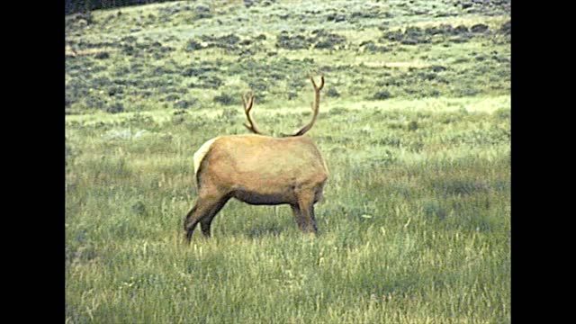 elks grazing in Yellowstone National Park in 1970s