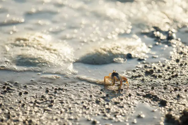 Photo of Little crab on beach with sea bokeh, Krabi