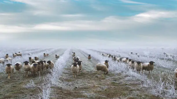 Photo of Grazing Sheep Herd in a plantation of aronia shrubs, chokeberry - fruits. Freezing rain storm with fog in Winter frosty landscape covered by white flake ice.