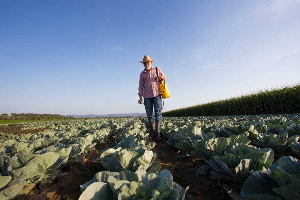 istock Old man spraying cabbage in field 1318278649