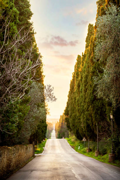 istock Bolgheri. Tuscany, Italy 1318278818