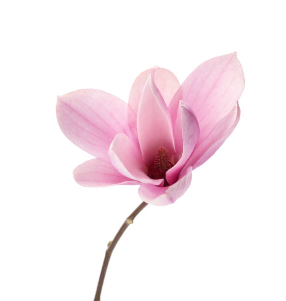 istock Beautiful delicate magnolia flower isolated on white 1318279224