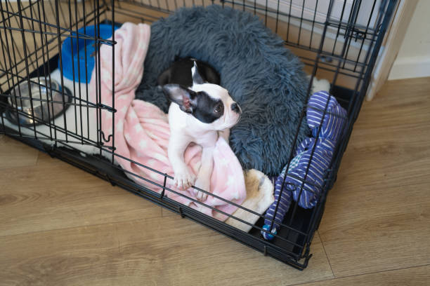 boston terrier welpe in einem käfig, kiste mit der tür offen. ihr bett und ihre decke sowie spielzeug und schalen sind im käfig zu sehen. - crate stock-fotos und bilder